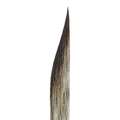 Striper Da Vinci, Pointe longue forme sabre, série 703, 0, Larg. 7,1 mm - Long. 125 mm