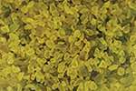 Granulat de verre Jesmonite, 150 g, Jaune banane