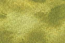 Peinture aquarelle granuleuse HWC Artists' Watercolour Holbein, Tube de 5 ml, Vert fauvette du Japon