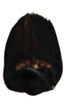 Van Dyke brun - PBr7