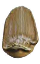 Bronze iridescent - N/A