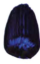 Bleu Prusse teint - PB15:1, PV23