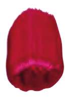 Rouge quinacridone - PV19