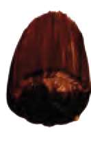 Brun transparent - PR101, PBk7