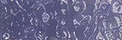 Grappe